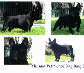 CH. MON PETIT CHOU BING BANG BOOM Our foundation stud dog "Boomer", who turned 12 on 07/31/07, and has produced 11 Champions in very limited breedings. What a dream dog to show. Very impressive dog who lit up a room when he entered. I can only hope I am lucky enough to have another like him someday. We love you "Boom Boom"!!!!!