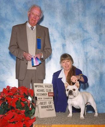 CH. MON PETIT CHOU DASHINGLY "DASH" Shown winning his final points to become a Champion at 12 mos old. This is one of the sweetest dogs we have ever owned.