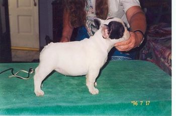 Sire: CH. Cox's Goodtime the Jock Dam" CH. Mon Petit Chou Monet Cute pied puppy girl placed in pet home.