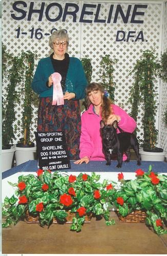 CH. LEGACY MON PETIT CHOU MADELEINE "MADDIE" "Maddie is shown winning Group 1 at 7 mos old at a Puppy Match that happens each year the evening before their all-breed point shows, so the entry is usually very well attended. The prior year our "Nicole" took Group 1 at this same puppy match, so it was really exciting to win it again. "Maddie" is the mother of our foundation sire, CH. Mon Petit Chou Bing Bang Boom, and his brother CH. Mon Petit Chou Millionnaire Nic (both Group placers), and their litter sister CH. Mon Petit Chou Lily Marlaine