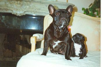 "Maddie" and "Bubbles" CH. Legacy Mon Petit Chou Madeleine with her baby girl, Mon Petit Chou Bubbles by Bubba