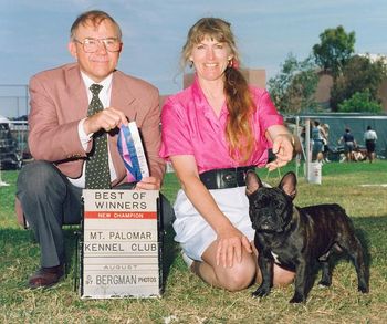 "THE BABE" Shown winning Best of Winners ponce again and finishing his Championship, YIPEE!!! The Babe was specialed for a while by Professional Handler, Joe Waterman. He was a beautiful tiger brindle with a black mask and legs - very sttiking and showy dog. I always felt good to be at the other end of his lead . . . .