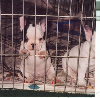 Hey, I don't belong in here. Let me out, please!!!! Don't you agree that I'm too cute to be in here.