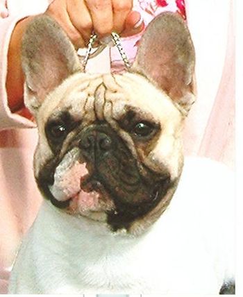 CH. MON PETIT CHOU OF FIREFIELD "CHEVY" Sire: Bonaparte Giant Firefield Dam: Firefield Cajun Raspberry DOB: 08/04/05 Bred by: Cari Fielden Color: Black Masked Fawn Pied