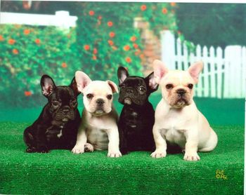A cute litter of puppies owned by Jana Gibbs. Sire: CH. Mon Petit Chou Dashingly Dam: Mon Petit Chou Francine