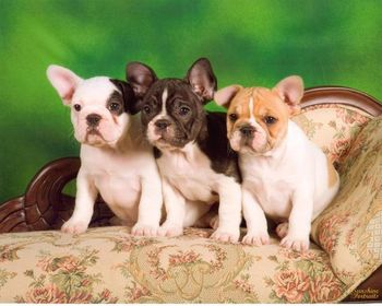 Our three darling pied puppies out of CH. Mon Petit Chou Yvette and by CH. Mon Petit Chou of Firefield. They have absolutely been one of the nicest litter to have under foot. We kept the only male shown in the center for the show ring. The two girls are in the most wonderful loving companion homes.