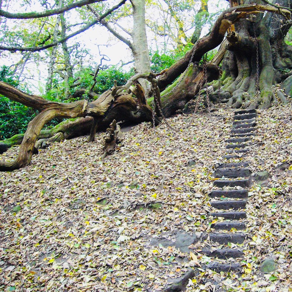 The Chained Oak