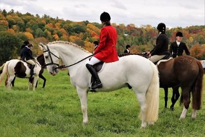IRISH GELDING