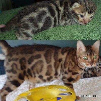 Top pic taken of Amazing Grace at 2 weeks
Bottom pic at 2 years