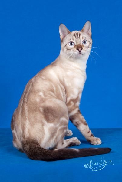 Beautiful blue eyed seal LYNX marble male
Asiafauve FRIEND of By faith cattery
Owned by Ruth Walker of Byfaith Cattery