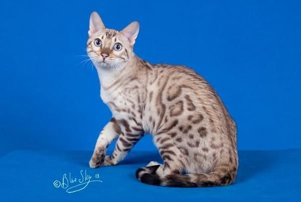 Gorgeous Icebreaker seal lynx spotted male
owned and bred by Ruth Walker of Byfaith