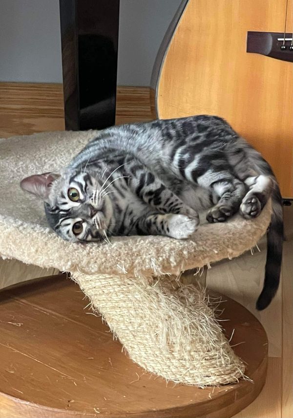 Sweet Alice