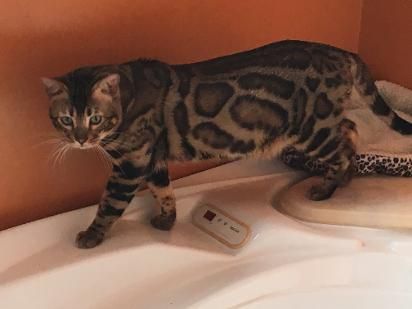 Latest pic of In Your Dreams at 2 years old such a beautiful boy. Dream is now living happily with Angela and Collin of Nova Coast Bengals in Nova Scotia and making beautiful babies.