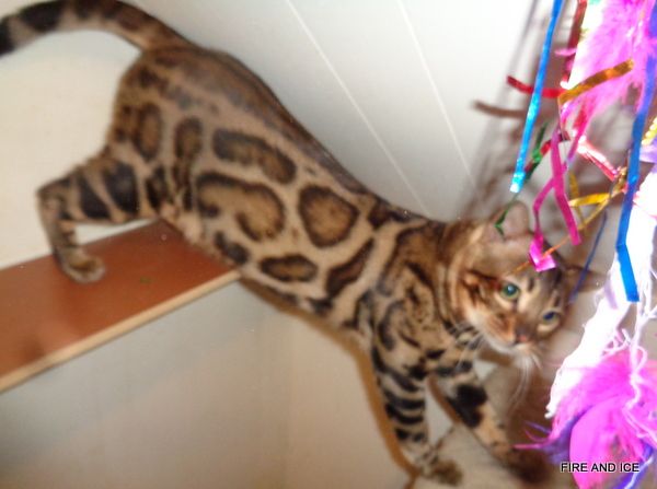 Fire and Ice In Your Dreams - our gorgeous male with huge rosettes outlined in black, he has the smallest ears and a great profile.
He is currently 18 months old and producing beautiful kittens for us.