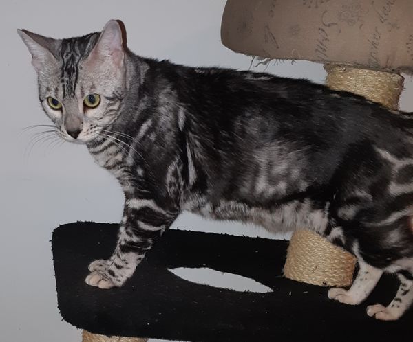 Sweet Hazel is a gorgeous silver marble
PRA N/N PK DEF N/N