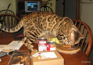 Pantherabengals Happy Daze is neutered and retired to his new home with Larry G. Here he is supervising the unloading of the groceries:)