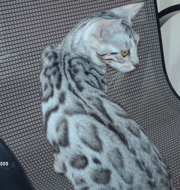 Annie - a beautiful girl from Willow/Jack living with at www.avenirbengals.com
