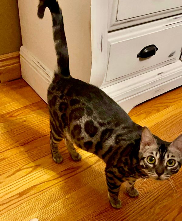 Beautiful Alice of Dancindots
Alice is a silver charcoal bengal with the most beautiful face and eyes.
