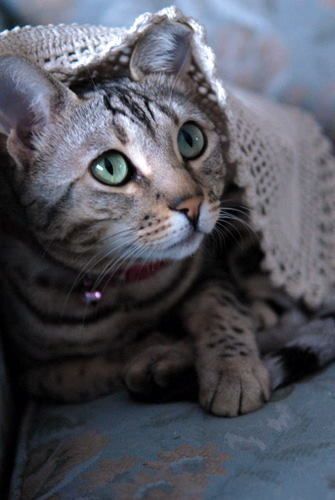 Rec'd this note today(May 2012) Luna is from one of the first few litters born at Fire and Ice " I just wanted to say Luna is one happy cat. She is so loved....she sleeps with me almost every night. She gives me strength during my hard times at work. Being a nurse it not always easy and Luna is able to bring a smile to my face every day. She is a god sent to me. I adore her so much. Lucie"