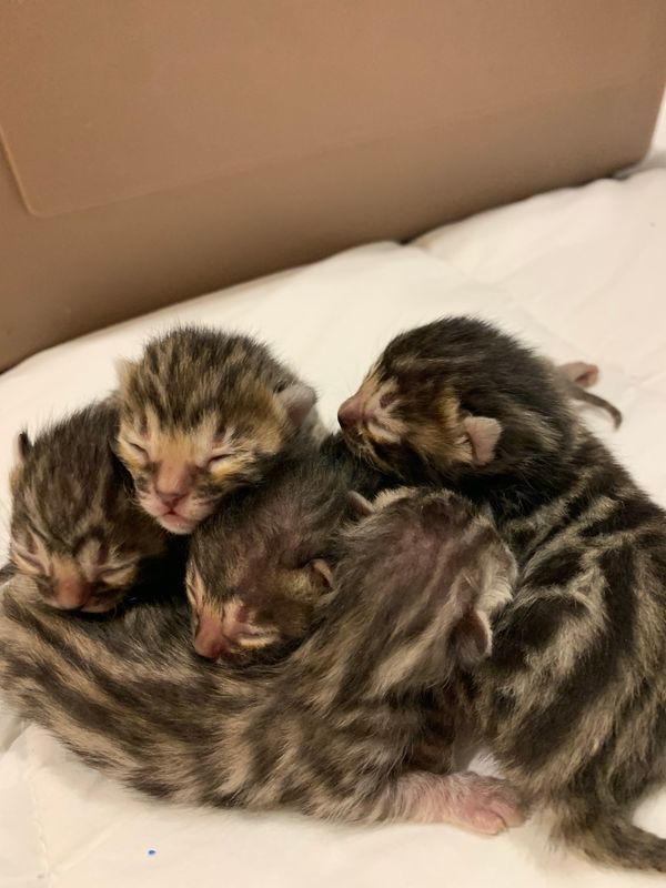 Our beautiful silver charcoal girl Dancindots Alice, had 5 beautiful kittens on July 21st. Will be posting individual pics and information in the upcoming days