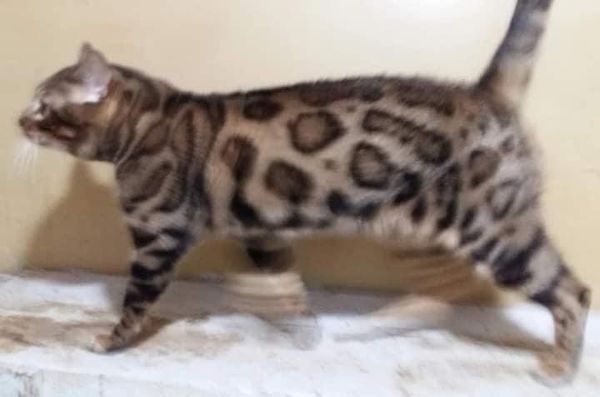 FireandIce Mission Mitch of Byfaith loved and owned by Ruth of Byfaith Cattery
Gorgeous brown spotted male out of FireandIce Stella/Asiafauve Friend of Byfaith.