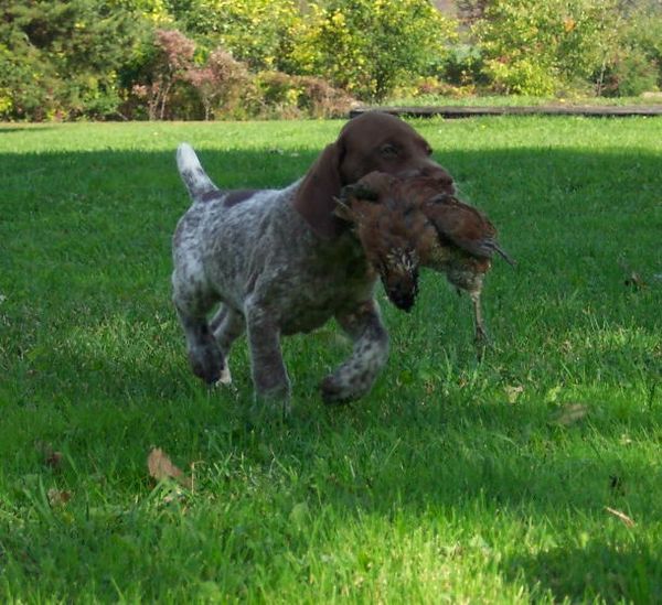 5.5 week old Crystal kennel pup