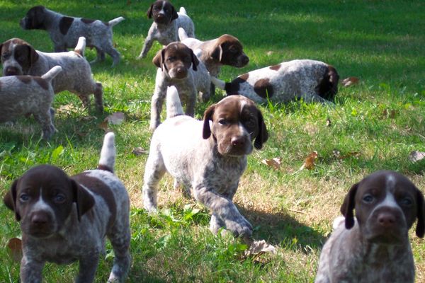 Crystal kennel puppies