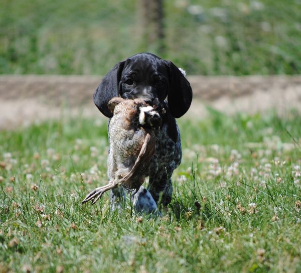 Another Crystal kennels pup