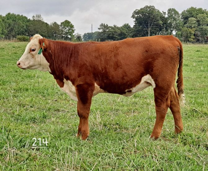 April 7 Heifer Calf 214