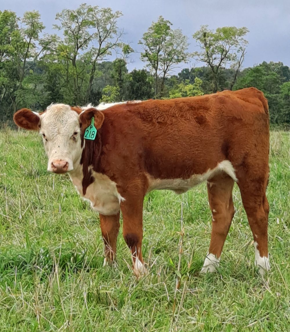 May 3 Heifer calf 218