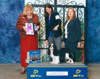 New Champion!! CH Kingbridge Just One Look won WD for a 3 point major , J an 24 at the Charleston Kennel Club Dog Show! Owned by Stormi Mullis and Barbara Waters.