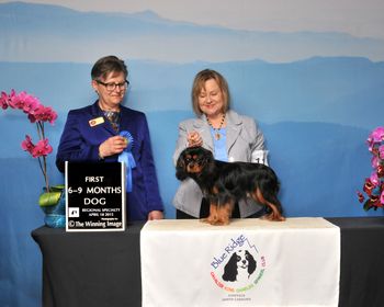 CA Cambridge Rutledge won 6-9month puppy class bestowed by Judge Wendy Maisey at the Blue Ridge CKCSC