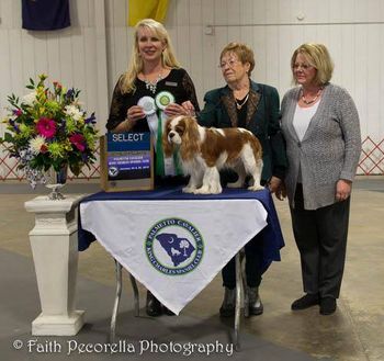 AKC CH Mockingbird's Author At Storeyland was awarded Select Dog and 1st AOM! Thank you Judge Lorri Gordon