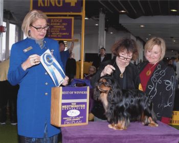 Ca Cambridge Rutledge awarded Best of Winners by Judge Beth Sweigart at the Westminister Kennel Club Dog show Feb 2017, NYC