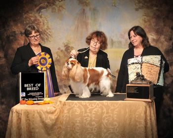 "Julia" Multi BISS American CH & Canadian CH Bonitos Companeros Uhura breed by Marcus Kirschbaum & Klaus Vorderstrasse
