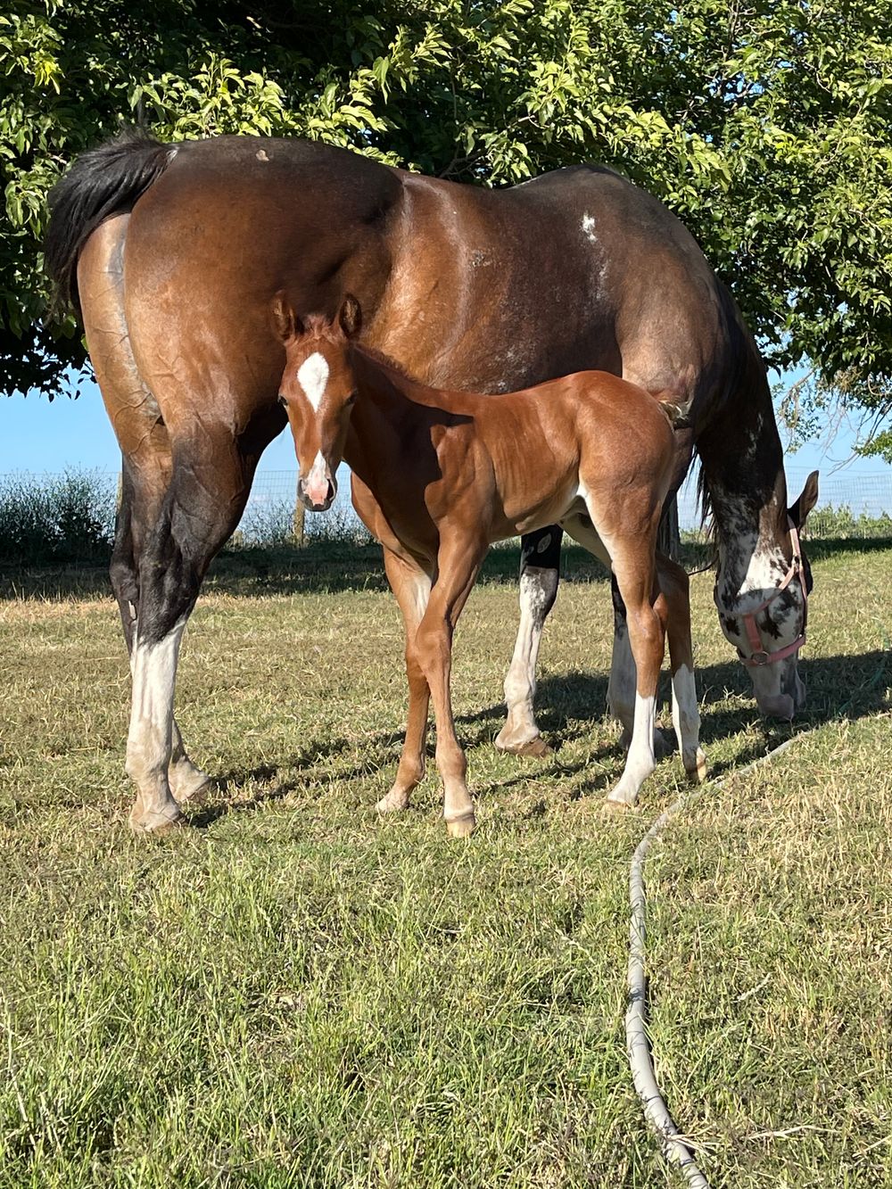 Watch ID Jack APHA colt