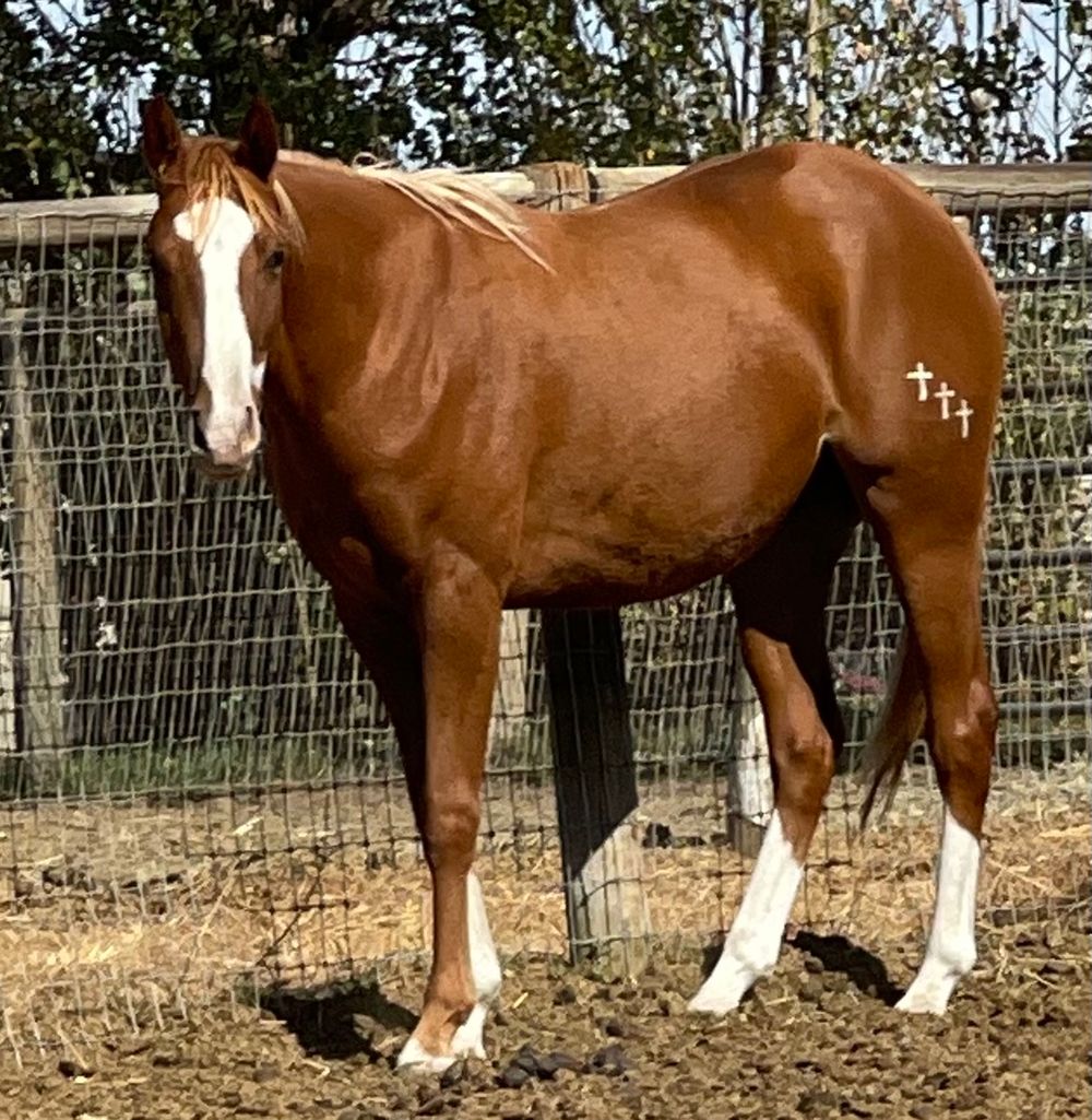APHA gelding by Boleadoras x ImAllReddy 2yr old