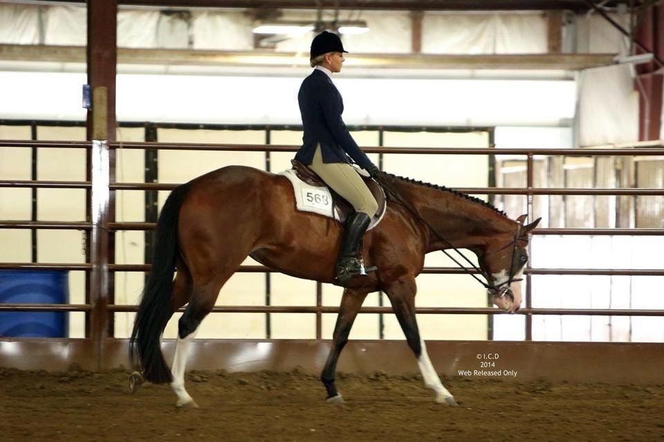Ultimate Perfection AQHA/APHA