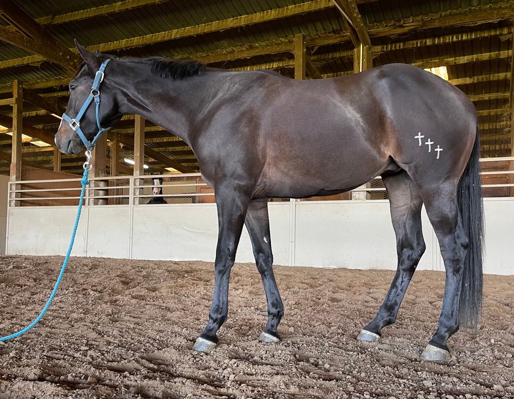2yr old AQHA gelding by Ultimately Fabulous