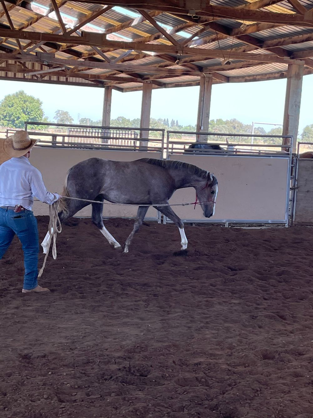 Yearling AQHA/APHA stud colt by WatchIDJack x Jakie O