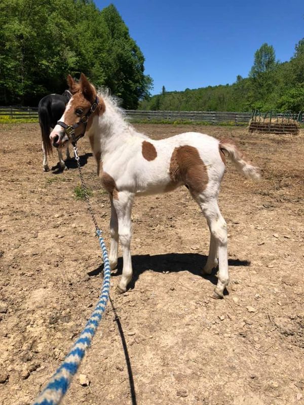 He's Ebony And Ivory X Copys Dream Come True
SCF Moonlight Magic Man
Sorrel Tovero Colt Foaled 4-20
Sold