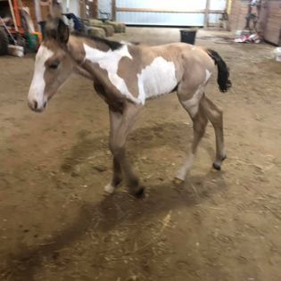 He's Ebony And Ivory X Cool Kanani
Buckskin Frame Overo Filly Foaled 5-11
Sold! Thanks Collins Family of TN