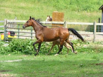 Threat's Southern Dream Congrats to Jason and Sondra Gregory of Monticello, KY, on the purchase of this fine mare, bred and raised by Stoner Creek Farm.