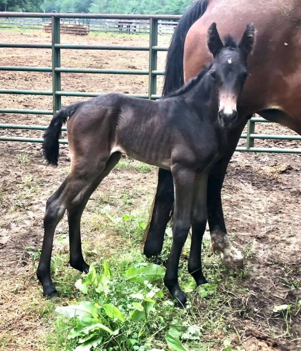 Bluray Jose X Threat's Southern Dream
Bay Filly Foaled 5-28