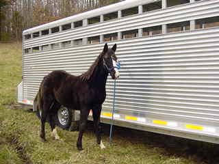 Ebony's Royal Joker (TWH and RH) X Wa'te (RH) She is reg. racking. She went to Curtis Perkins of Boston, KY. Congrats.