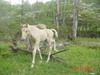 Skywalker Ivory Find X Rhythm Master's Lady 2008 Fillly, Skywalker's Ivory Delight Congrats to Courtney of Houston, TX