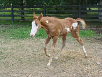 Dam: Rhythm Master's Lady Colt 5-13-11