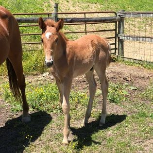 He's Ebony And Ivory X Rhythm Master's Lady SCF Moon Walker,
Sorrel Colt Foaled 4-17
Sold