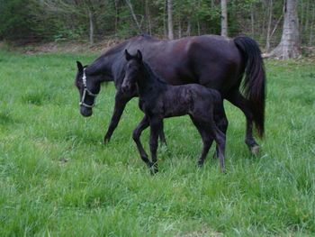 Dam: Go-Boys Priddy Stormy Colt 4-18-11.