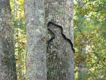 Mike spotted this nice fella, a Black Racer, I believe. After that we kind of kept an eye out above us.. :) We also saw one on the ground, but, it didn't seem to bother our horses any. We were all gathered around checking it out.